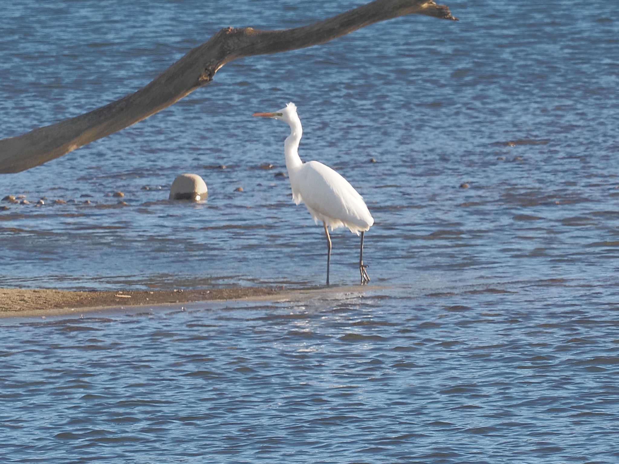 Great Egret