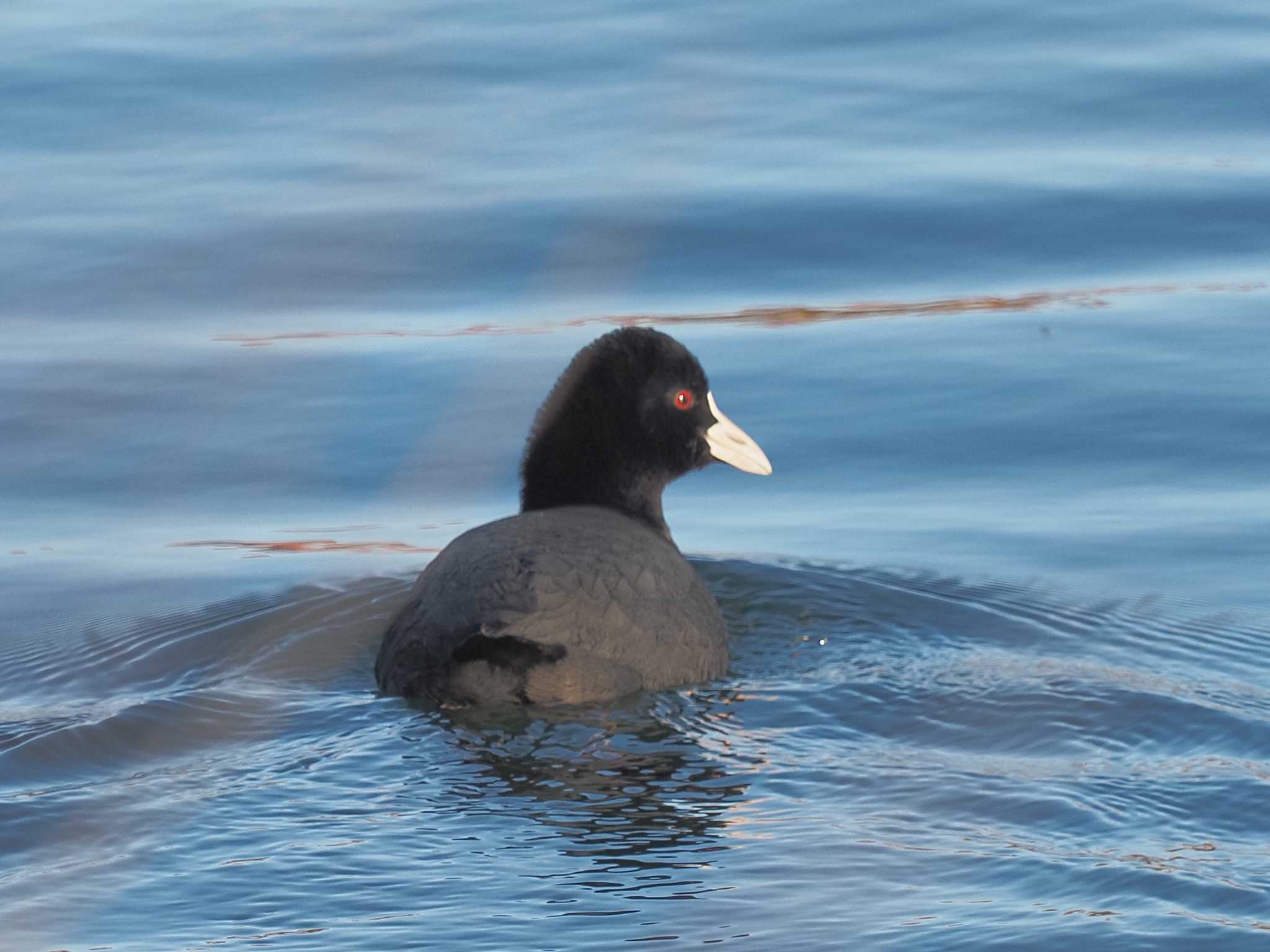 Photo of Eurasian Coot at 笠松みなと公園 by MaNu猫