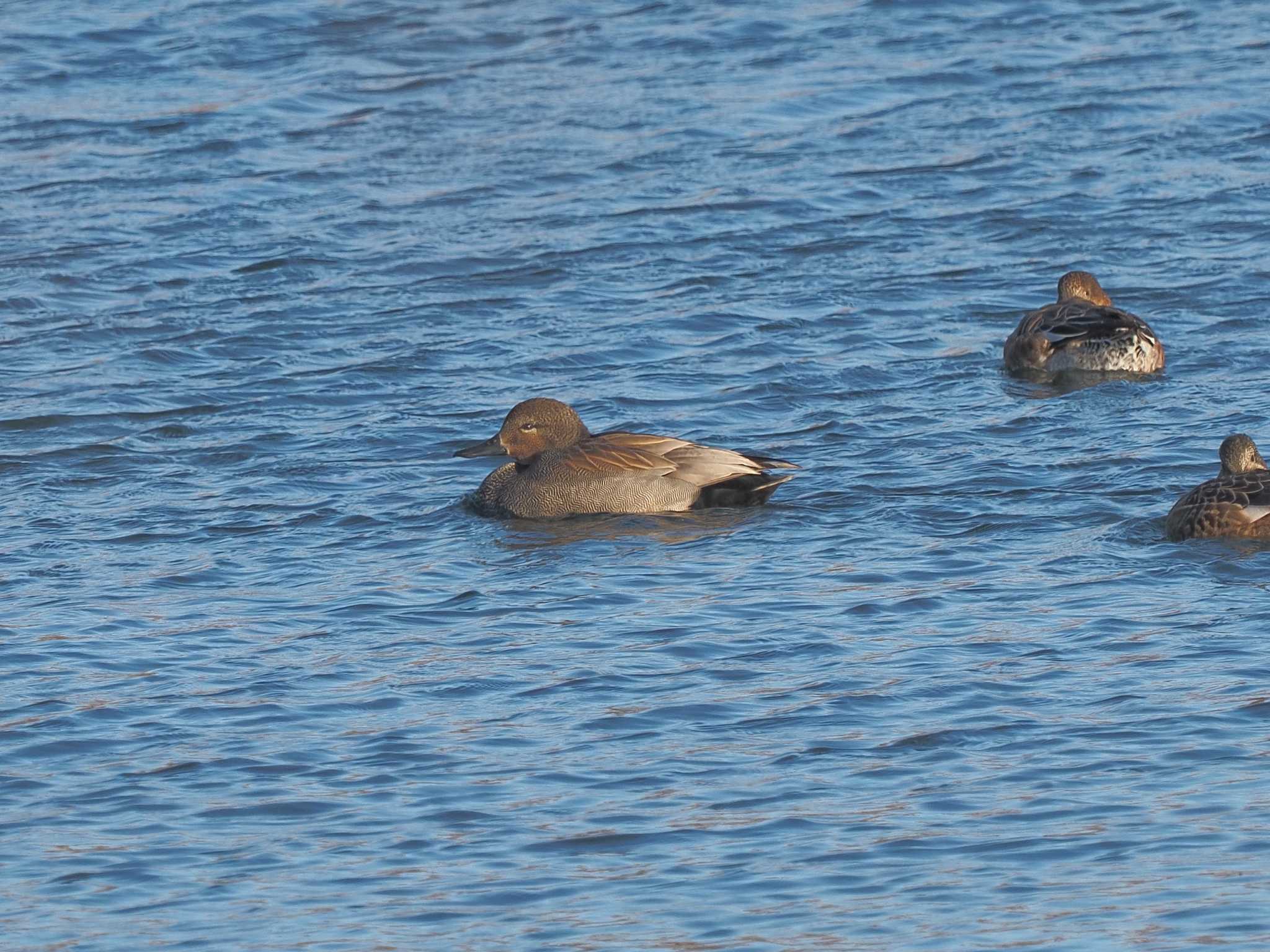 Photo of Gadwall at 笠松みなと公園 by MaNu猫