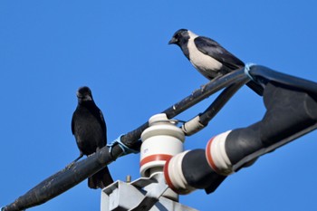 Daurian Jackdaw Unknown Spots Mon, 1/1/2024