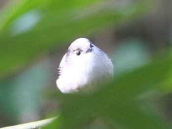 エナガ 水元公園 2024年1月4日(木)