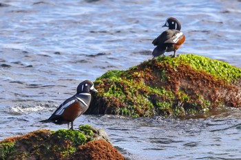 Harlequin Duck 平磯海岸 Sat, 12/30/2023