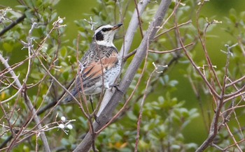 2024年1月4日(木) 万代池の野鳥観察記録