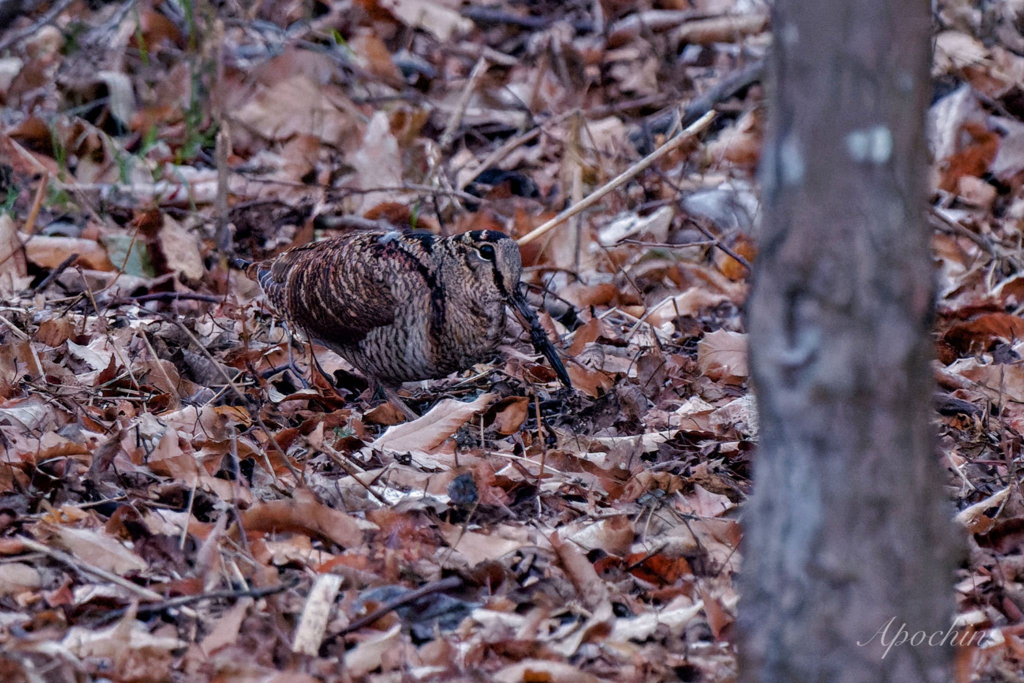 Eurasian Woodcock