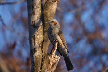 Brown-eared Bulbul 恵庭市;北海道 Thu, 1/4/2024