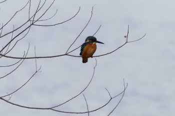 カワセミ 葛西臨海公園 2024年1月3日(水)