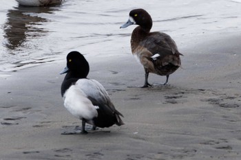 スズガモ 葛西臨海公園 2024年1月3日(水)