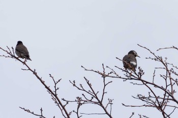 ムクドリ 葛西臨海公園 2024年1月3日(水)