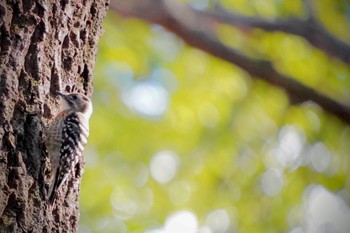 コゲラ こども自然公園 (大池公園/横浜市) 2024年1月4日(木)