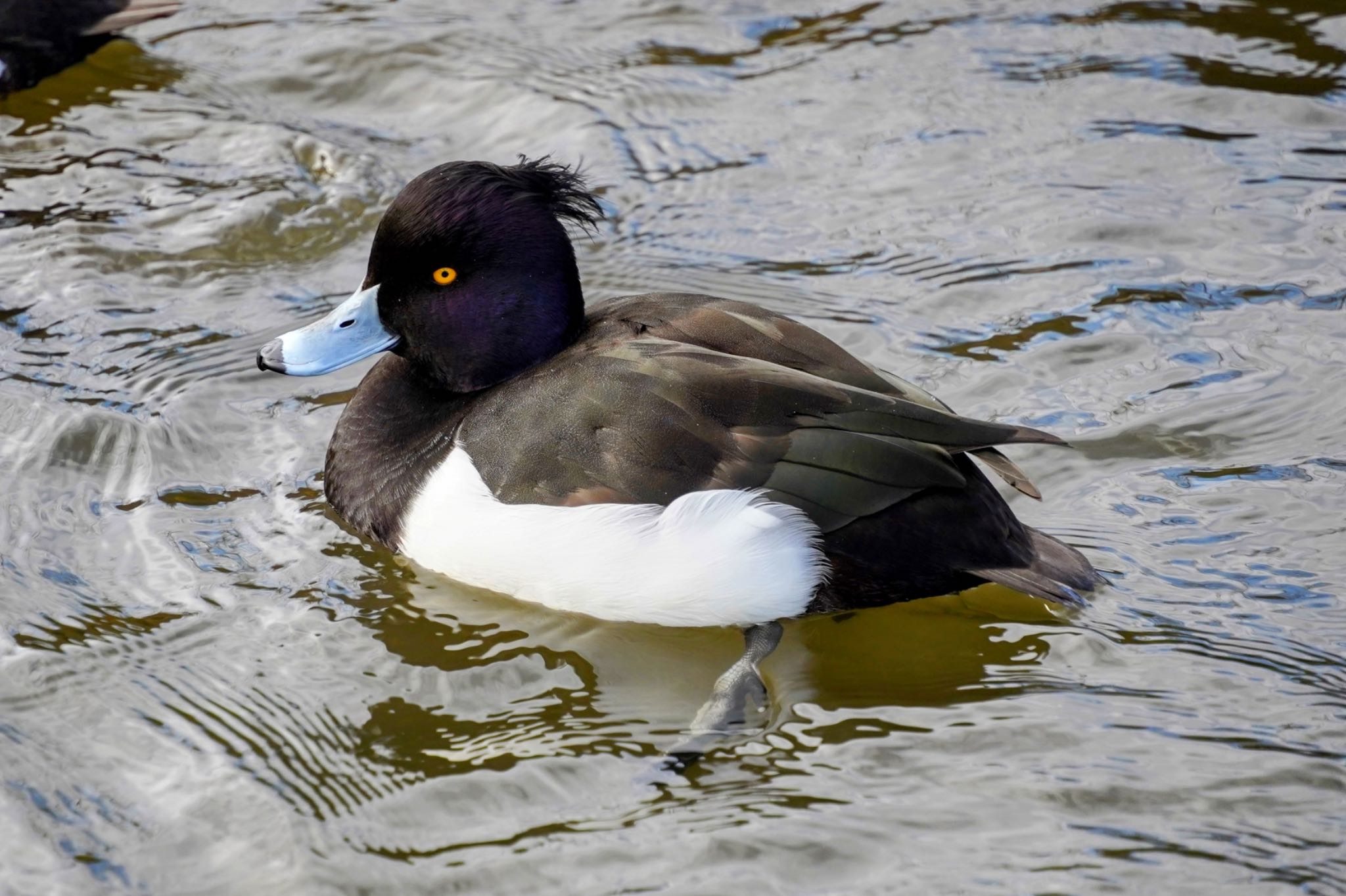 こども自然公園 (大池公園/横浜市) キンクロハジロの写真 by しよとり