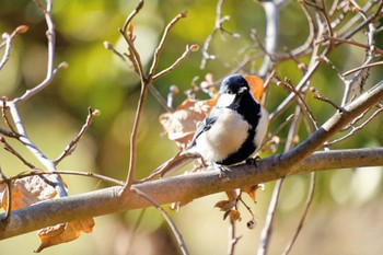 シジュウカラ こども自然公園 (大池公園/横浜市) 2024年1月4日(木)