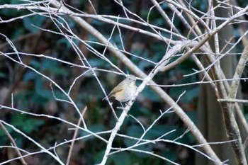 ルリビタキ こども自然公園 (大池公園/横浜市) 2024年1月1日(月)