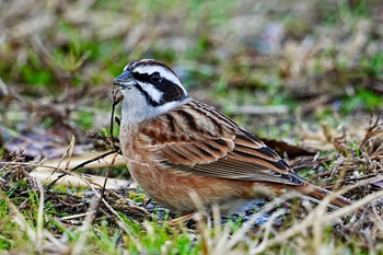 2024年1月4日(木) 馬見丘陵公園の野鳥観察記録