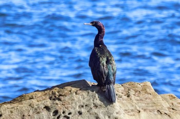 Pelagic Cormorant 平磯海岸 Sat, 12/30/2023