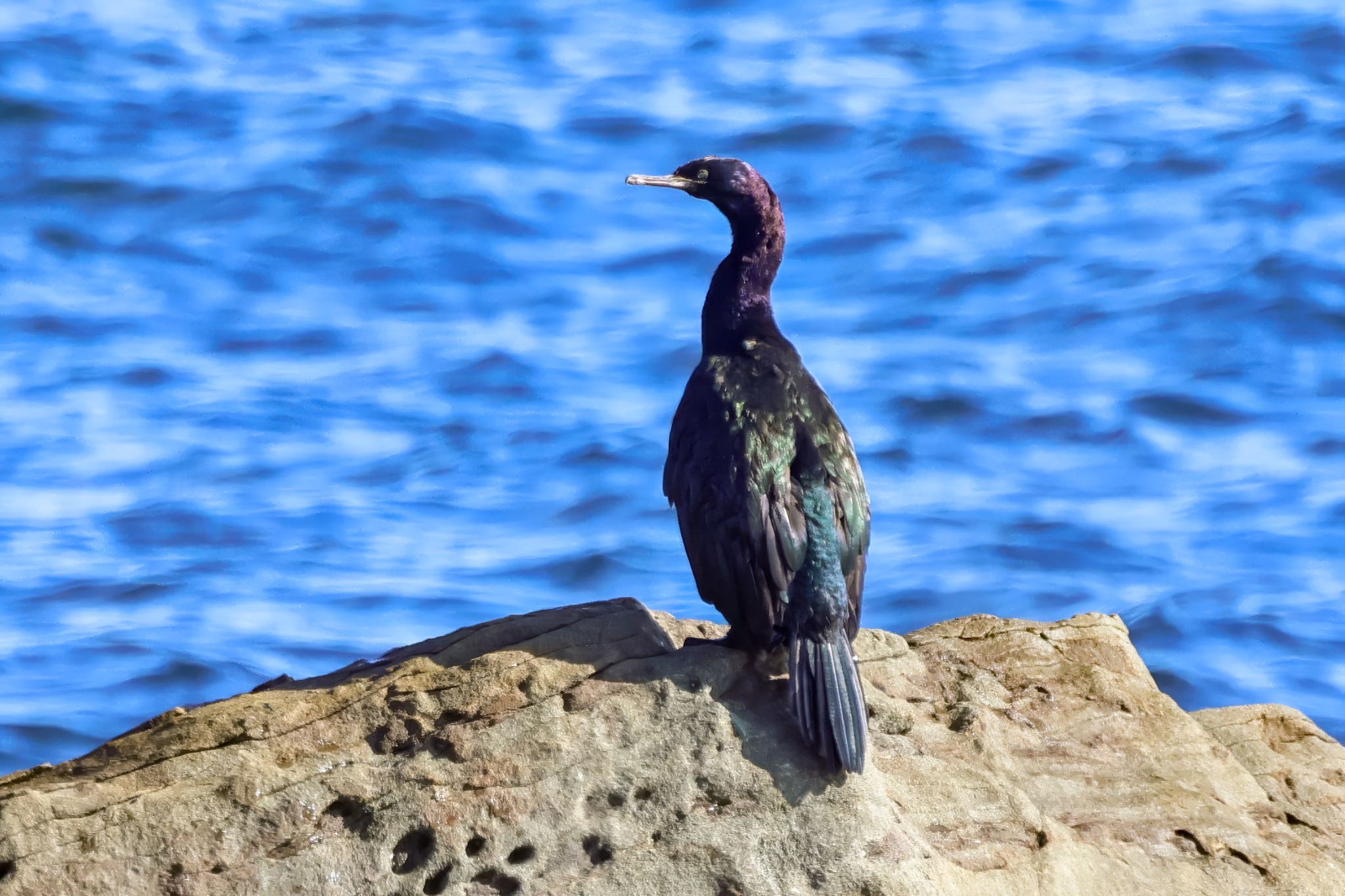 Photo of Pelagic Cormorant at 平磯海岸 by amachan