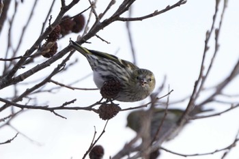 Eurasian Siskin Unknown Spots Sat, 12/30/2023