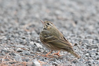 Olive-backed Pipit Doi Sanju Wed, 2/22/2023