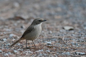 Grey Bush Chat Doi Sanju Wed, 2/22/2023