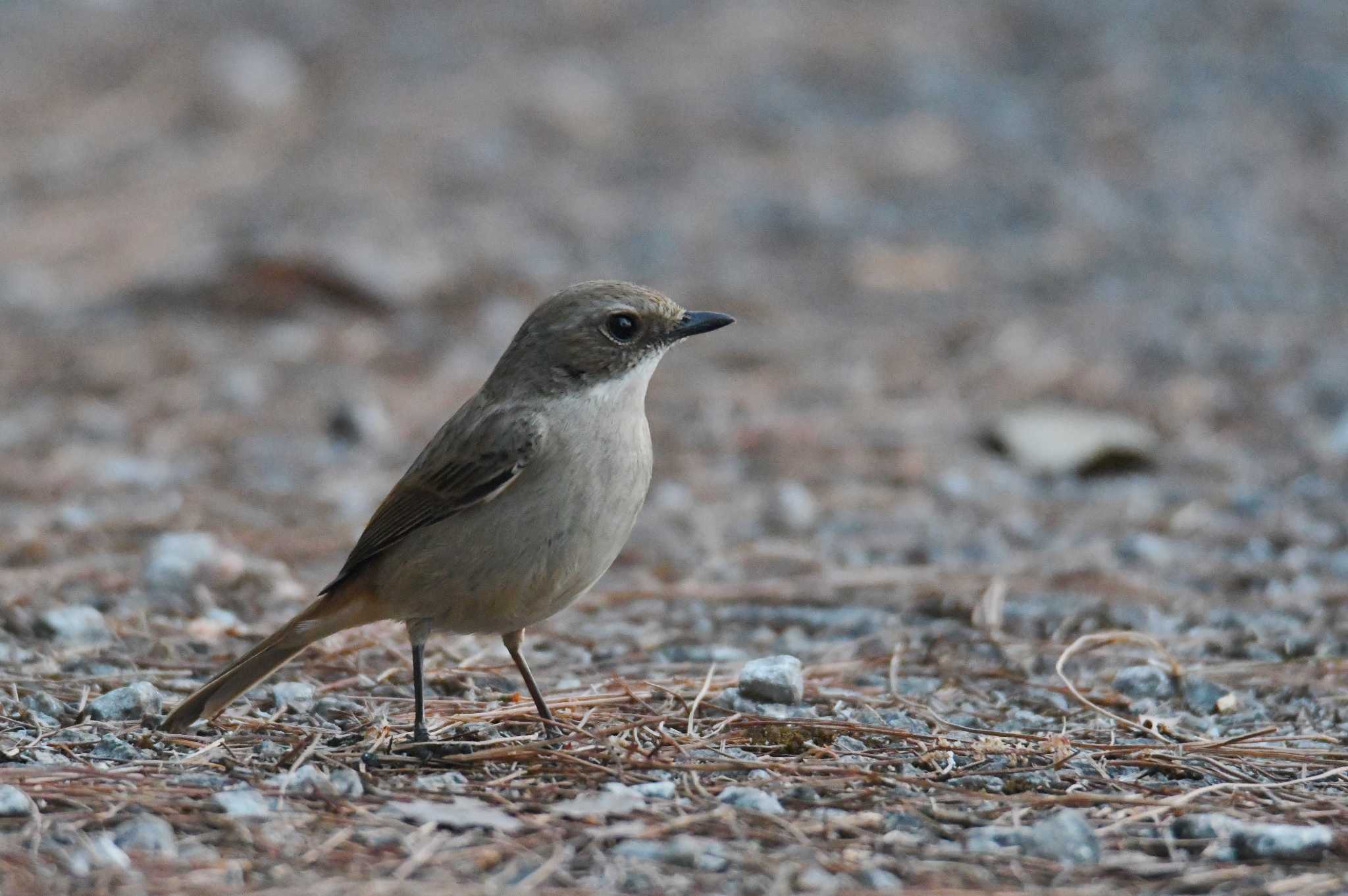 Grey Bush Chat