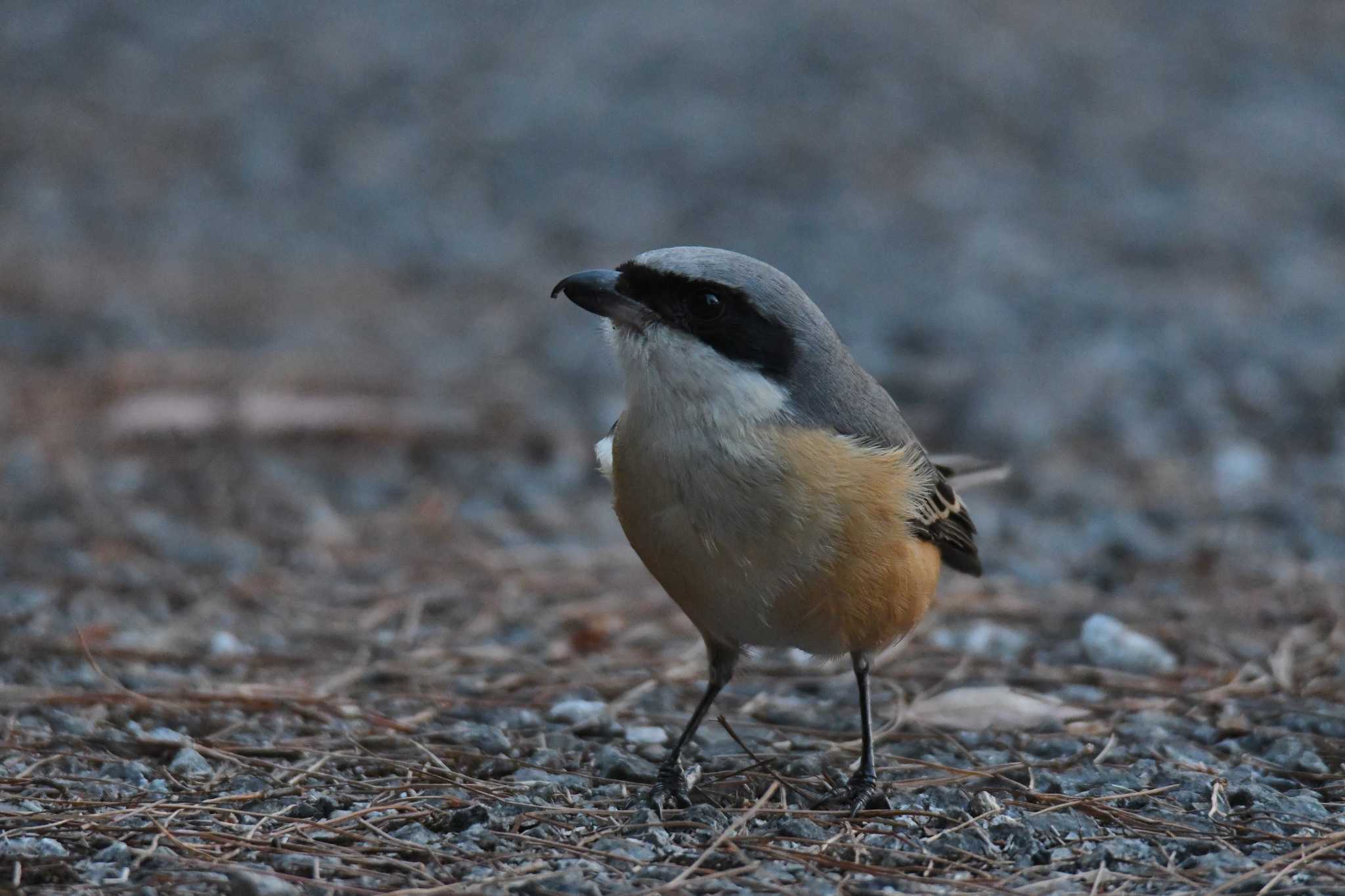 Grey-backed Shrike