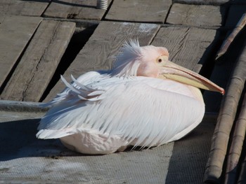 Great White Pelican North Inba Swamp Thu, 1/4/2024