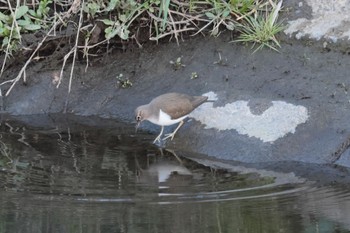 Common Sandpiper 奈良県 葛下川周辺 Thu, 1/4/2024