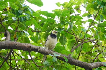 Black-collared Starling コロアネ島(マカオ) Sun, 12/31/2023