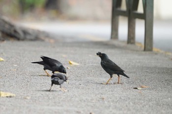 Crested Myna コロアネ島(マカオ) Sun, 12/31/2023