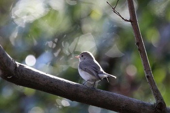 Red-breasted Flycatcher 祖父江ワイルドネイチャー緑地 Thu, 1/4/2024