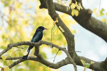 Hair-crested Drongo コロアネ島(マカオ) Sun, 12/31/2023