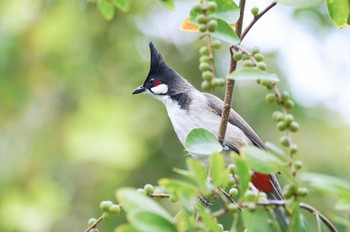 Red-whiskered Bulbul コロアネ島(マカオ) Sun, 12/31/2023