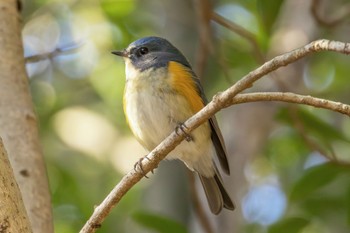 ルリビタキ 甲山森林公園 2024年1月2日(火)