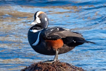 2024年1月4日(木) 平磯海岸の野鳥観察記録