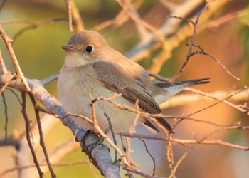 Red-breasted Flycatcher 埼玉県 Sun, 1/8/2023