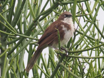 Black-lored Babbler