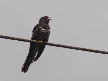 Red-chested Cuckoo