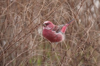 2024年1月3日(水) 岡谷林道の野鳥観察記録