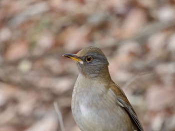 Pale Thrush Mine Park Sun, 12/24/2023