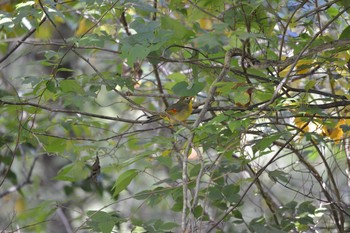 Red-billed Leiothrix 三河湖園地 Tue, 10/30/2018