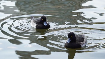 Tufted Duck Ueno Park Sun, 12/17/2023