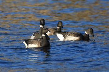 コクガン 北海道　函館市　志海苔海岸 2024年1月4日(木)