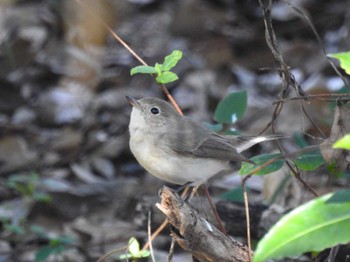 2024年1月4日(木) 祖父江ワイルドネイチャー緑地の野鳥観察記録