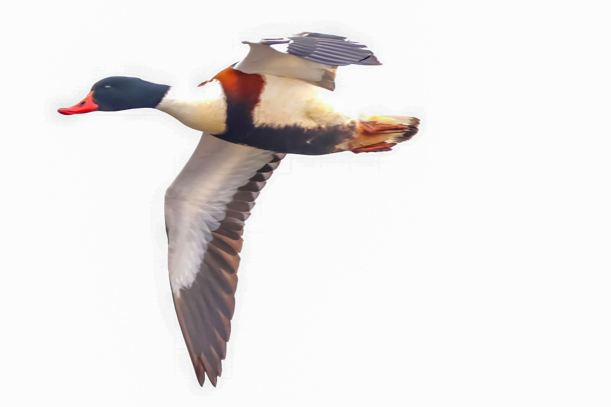 Photo of Common Shelduck at  by amachan