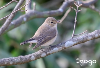 Red-breasted Flycatcher 埼玉県 Wed, 12/27/2023