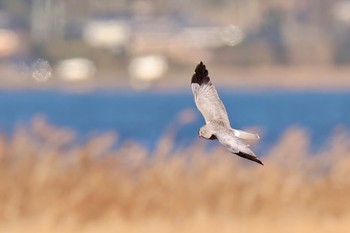 ハイイロチュウヒ 妙岐ノ鼻 2024年1月4日(木)