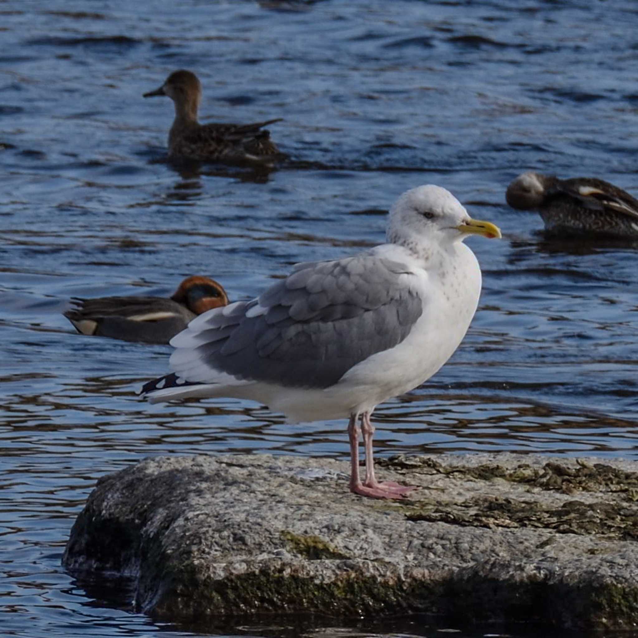 Photo of Vega Gull at  by Mr.Quiet