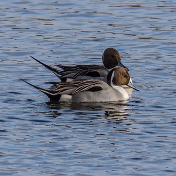 Northern Pintail Unknown Spots Tue, 1/2/2024