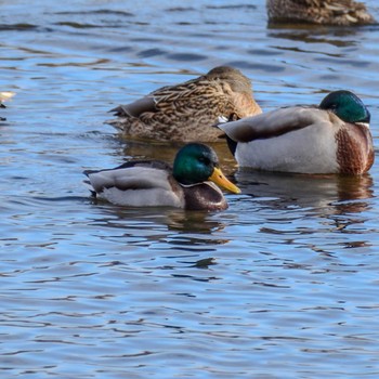 Mallard Unknown Spots Tue, 1/2/2024