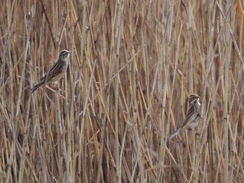 Thu, 1/4/2024 Birding report at 境川遊水地公園