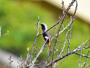 Daurian Redstart 神奈川01 Sun, 10/28/2018